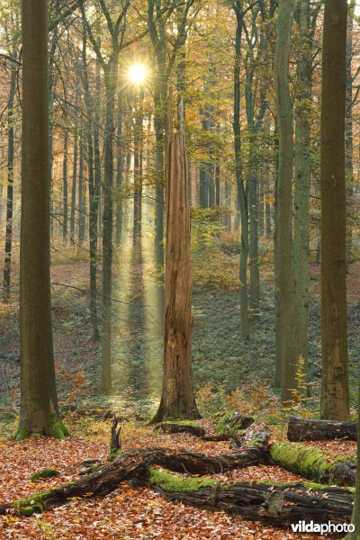 Dood hout in het Zoniënwoud