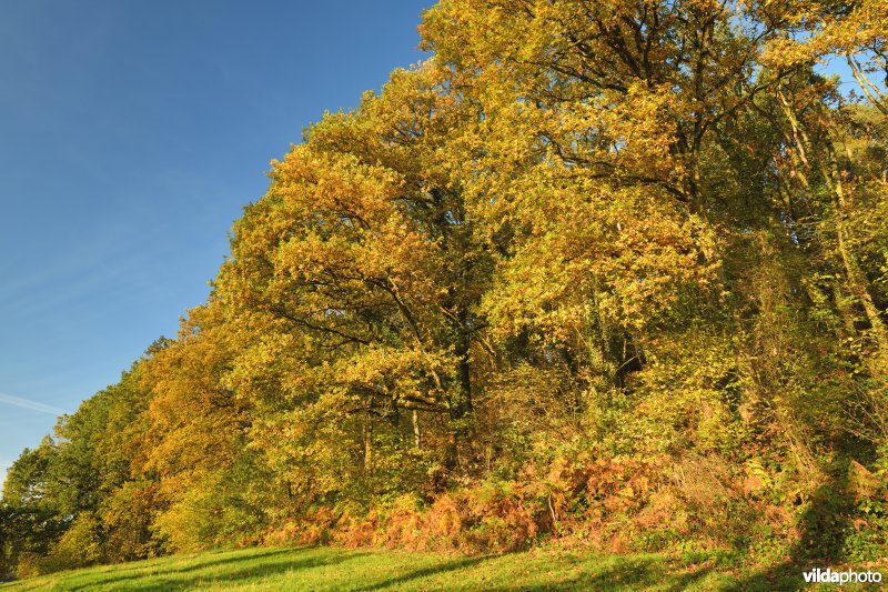 Getuigenheuvel Voortberg