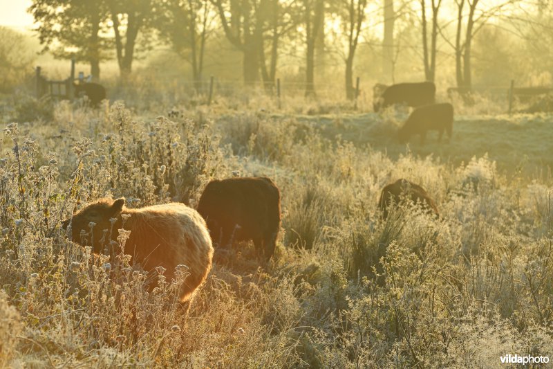 Galloway in de Demerbroeken