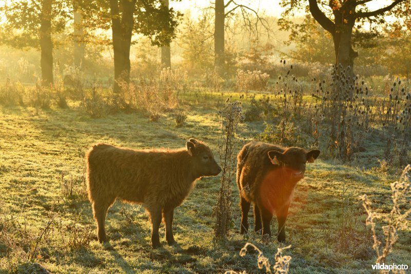 Galloway in de Demerbroeken