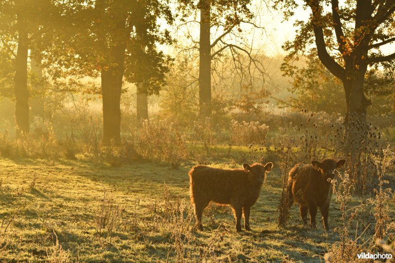 Galloway in de Demerbroeken