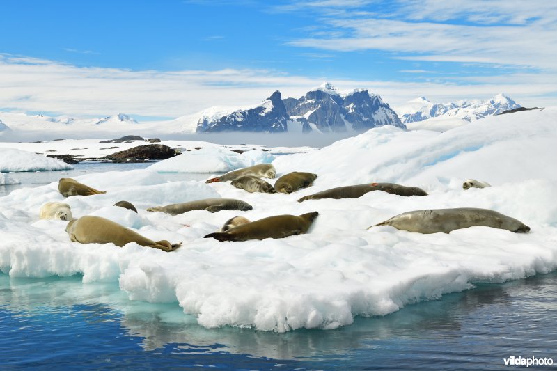 Krabbeneter of Krabbenrob