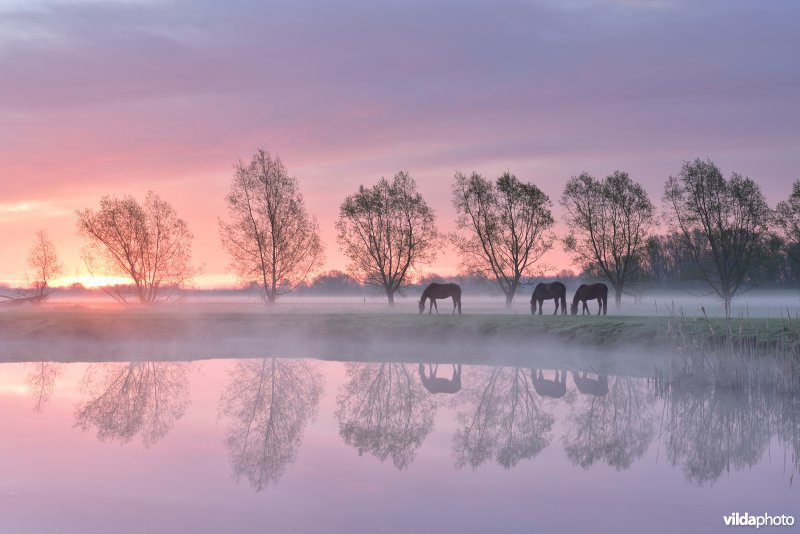 Poel in de potpolder van Tielrode