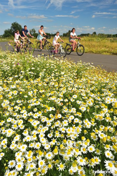 Fietsend gezin op het jaagpad van de Scheldedijk