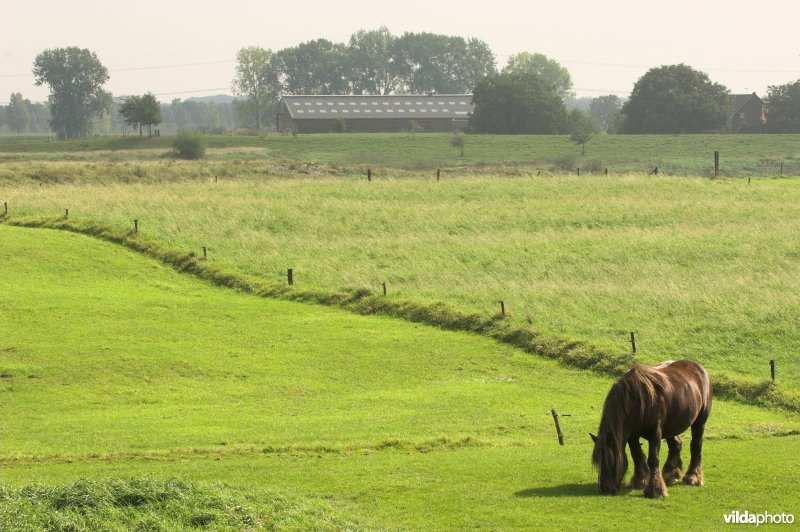 Maasuiterwaarden