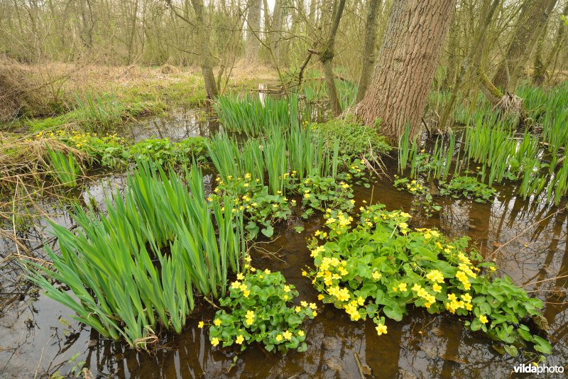 Wellemeersen in de Dendervallei