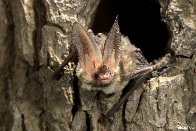 Gewone grootoorvleermuis in boomhol