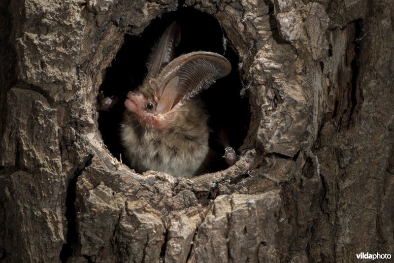 Gewone grootoorvleermuis