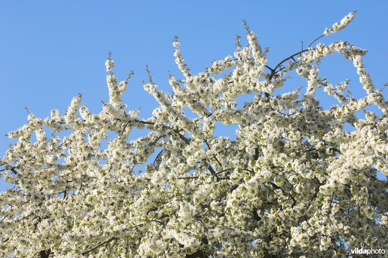 Fruitbomen rond Mettekoven