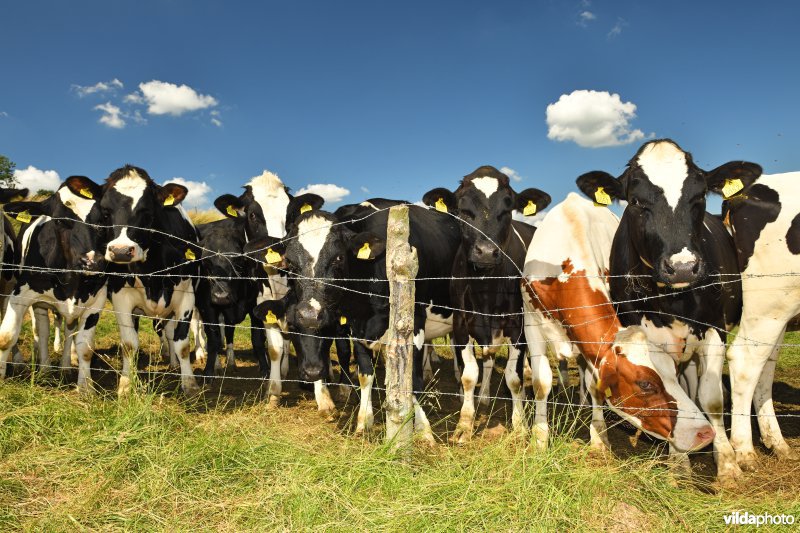 Nieuwsgierige koeien in de Voerstreek