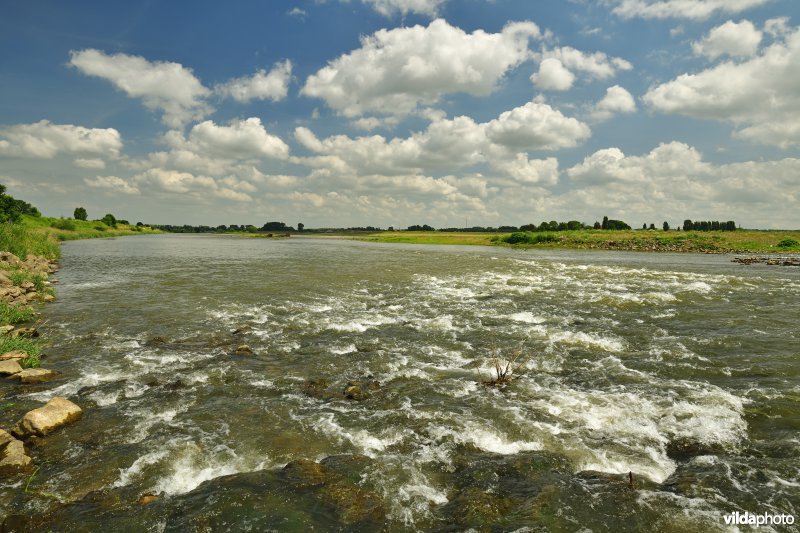 Stroomversnellingen op de Maas