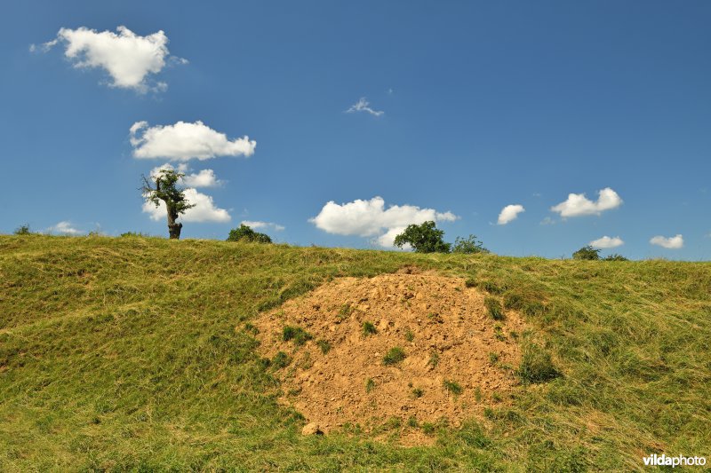 Dassenburcht in de Voerstreek