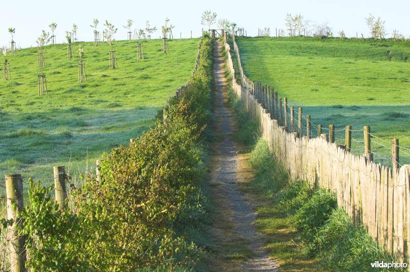 Wandelpaadje doorheen het reservaat Knoppel