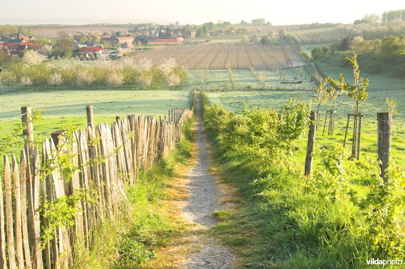 Wandelpaadje doorheen het reservaat Knoppel