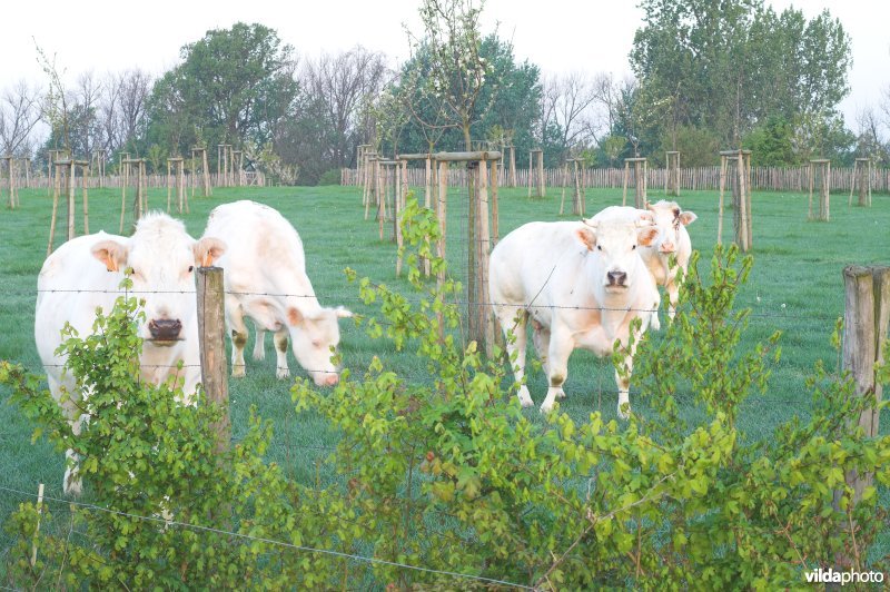 Reservaat Knoppel in Mettekoven