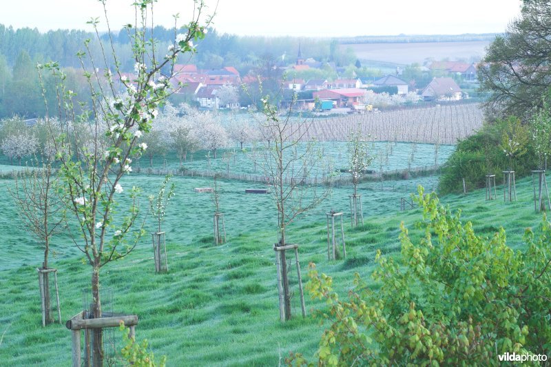 Reservaat Knoppel in Mettekoven