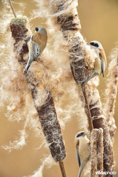 Buidelmeesjes op lisdodde