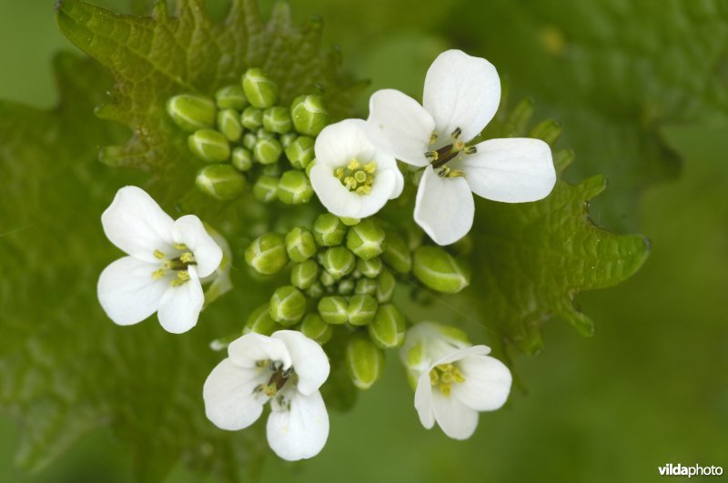 Bloem van Look-zonder-look