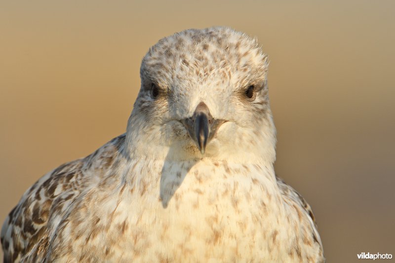 Pontische meeuw
