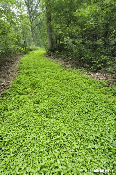 Bosreservaat Groot Gasthuisbos