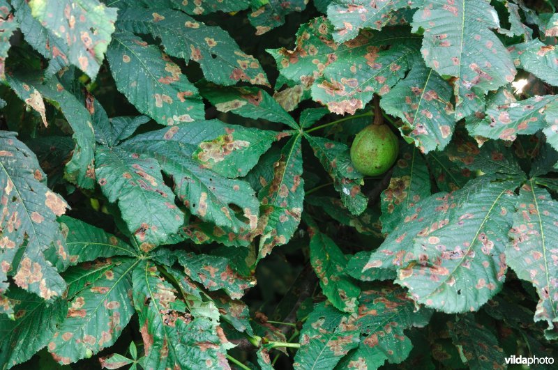 Sporen van de paardekastanjemineermot