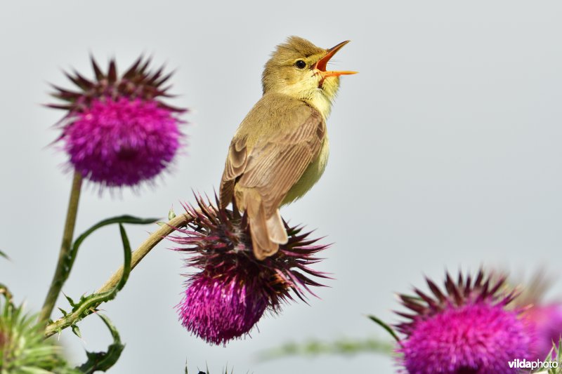 Zingende Orpheusspotvogel op Knikkende distel