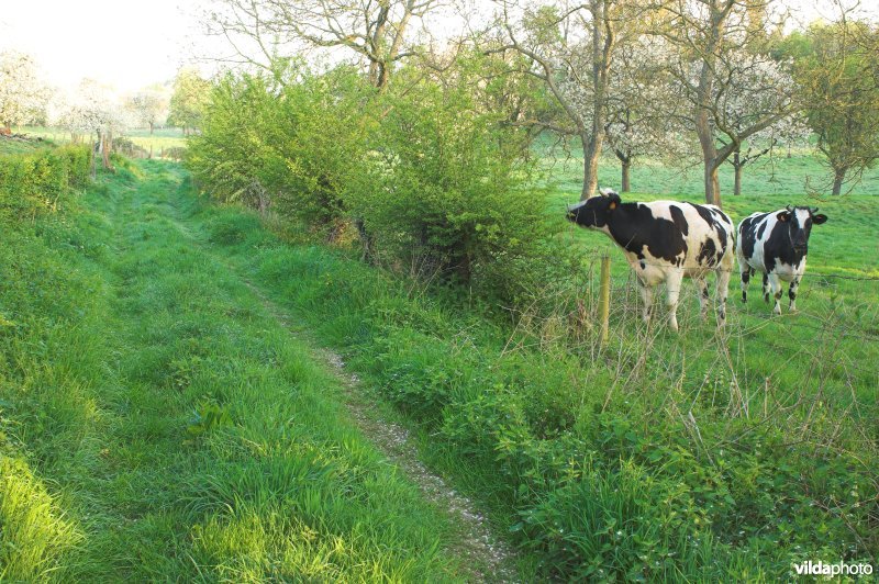 Boomgaard en vee in Grootloon