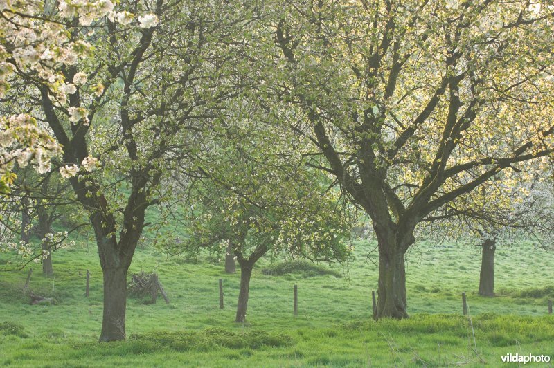 Boomgaard in Grootloon