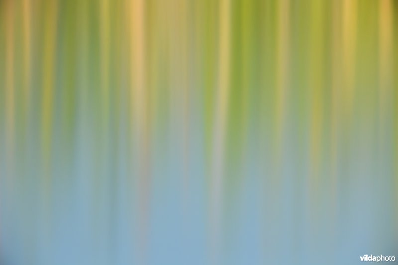 Abstracte reflecties van waterplanten