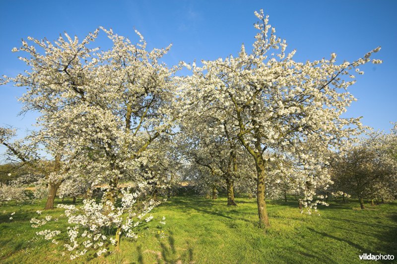 Boomgaard in Grootloon