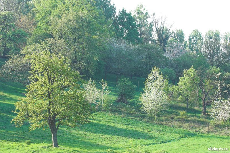 Bollenberg in Grootloon