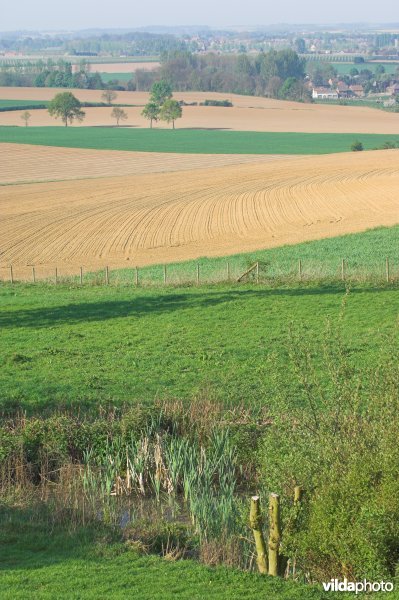 Zicht vanop de Haringsberg in Grootloon