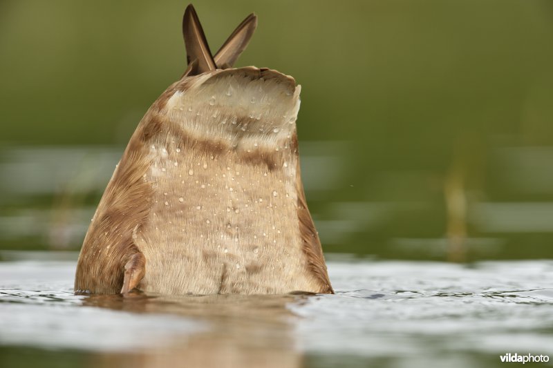Grondelende Krooneend