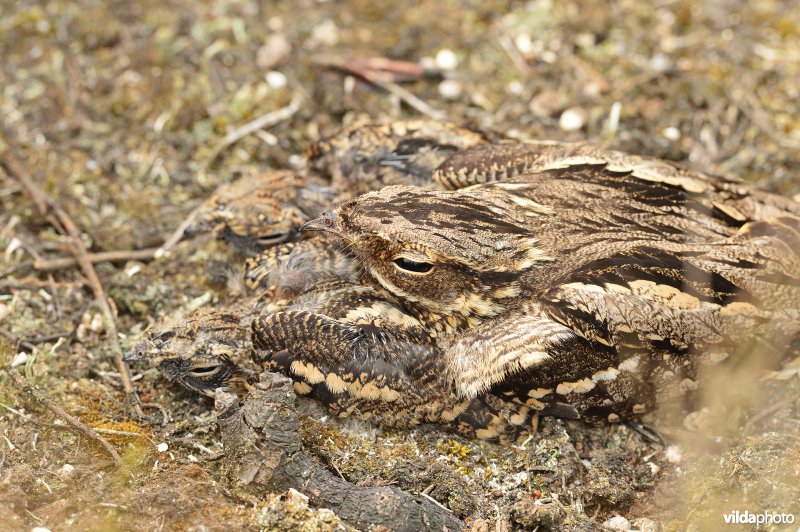 Nachtzwaluw met kuikens