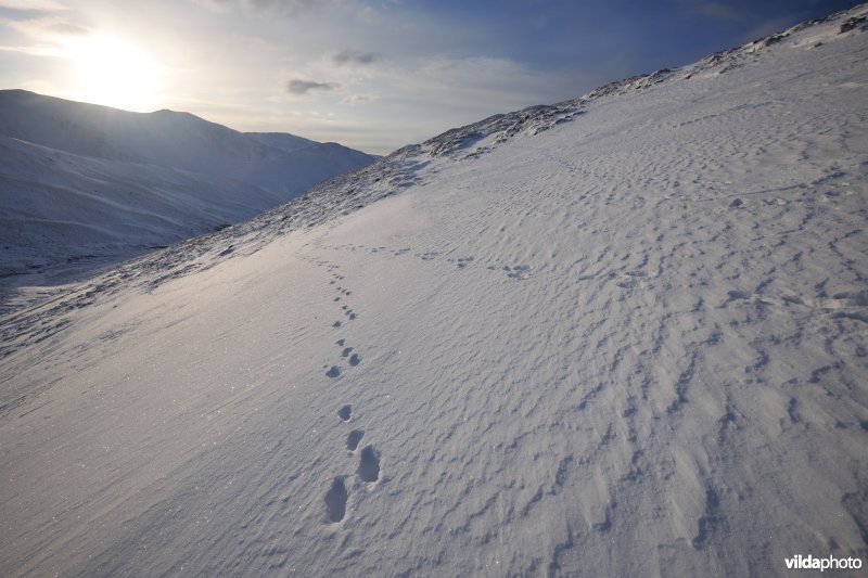 Sporen van Sneeuwhaas
