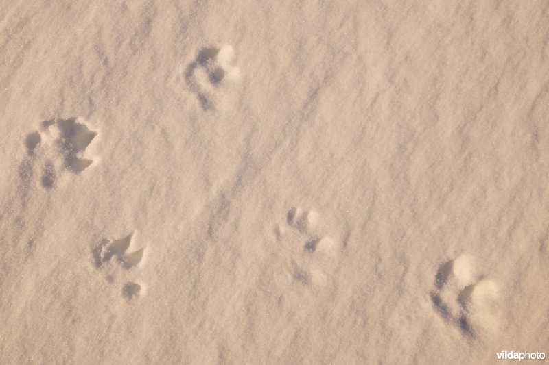 Sporen van Sneeuwhaas in de sneeuw
