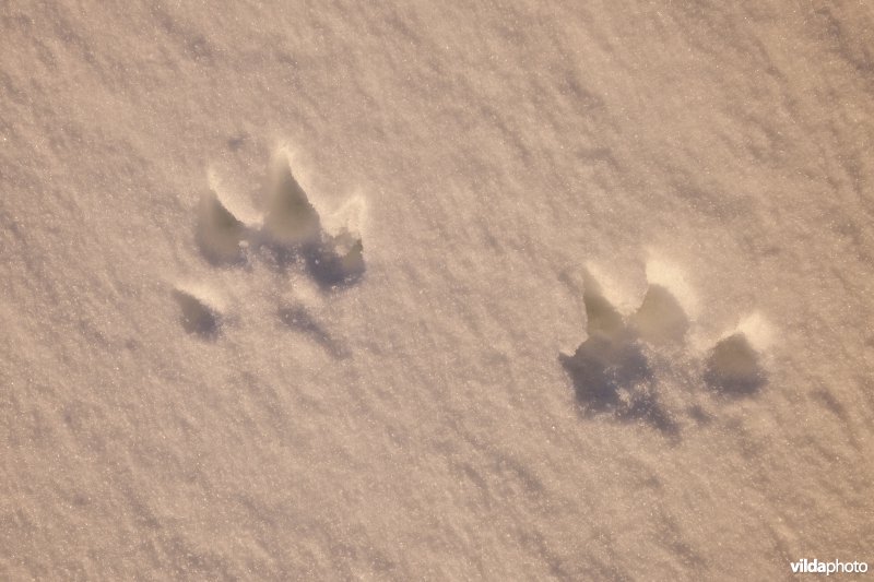 Sporen van Sneeuwhaas in de sneeuw