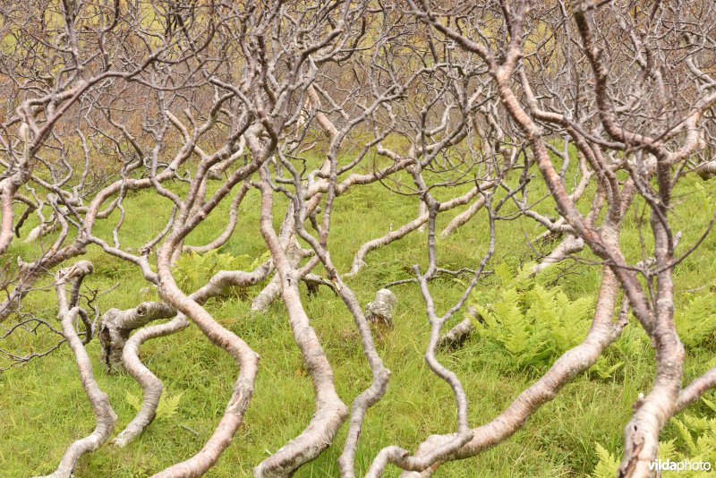 Kronkelende Berkenstammen