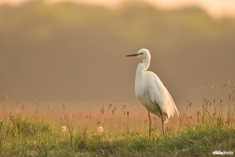 Grote zilverreiger