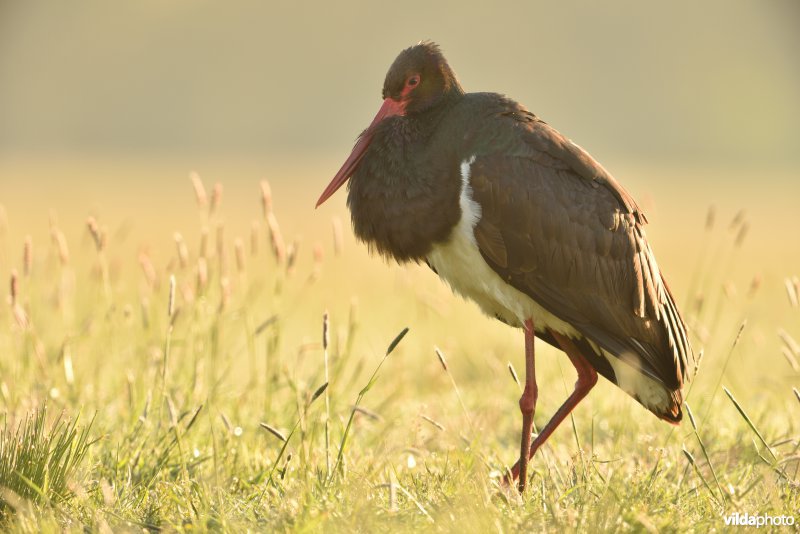 Rustende Zwarte ooievaar