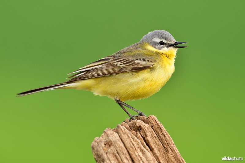 Zingende Gele kwikstaart 