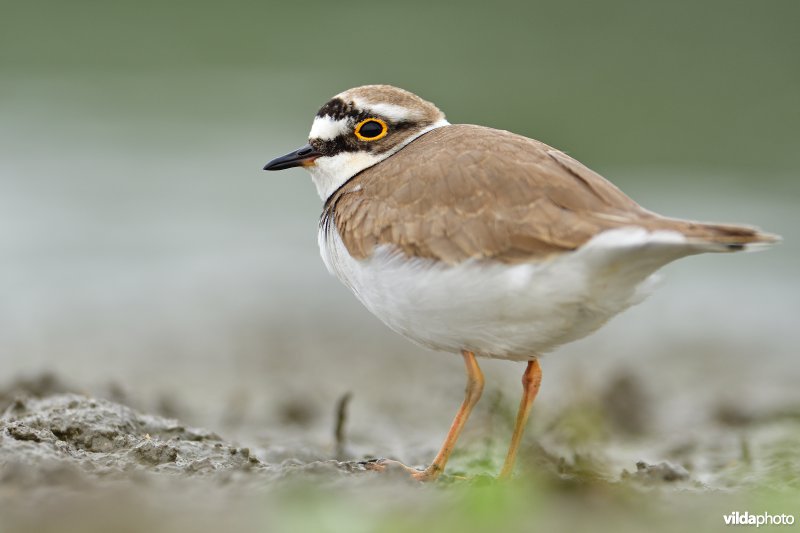 Kleine plevier