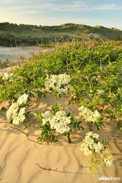 Schipgatduinen