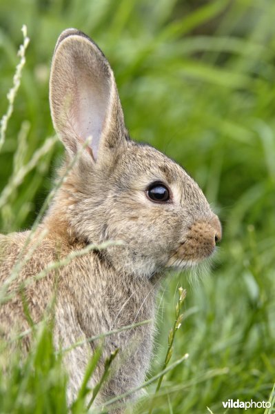 Jong konijn van dichtbij
