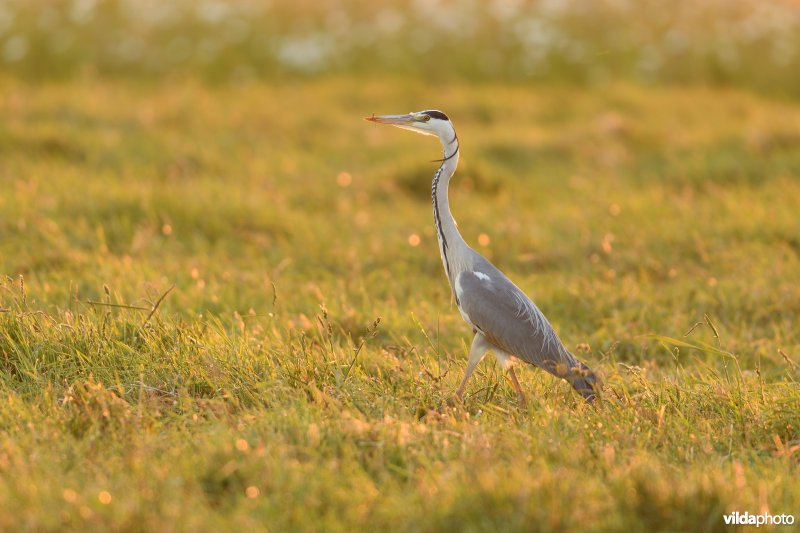 Blauwe reiger