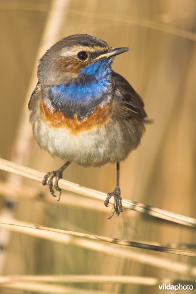 Blauwborst