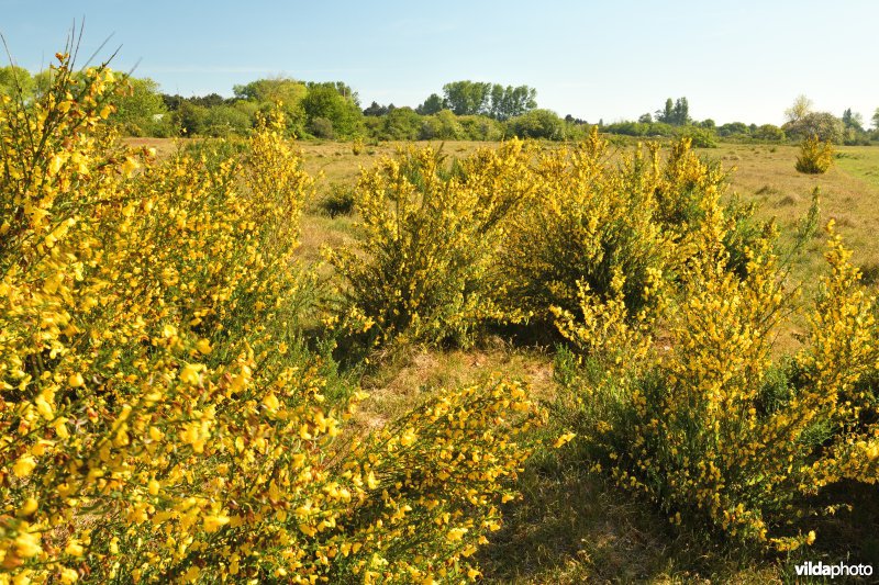 Bloeiende Brem in natuurreservaat D'Heye