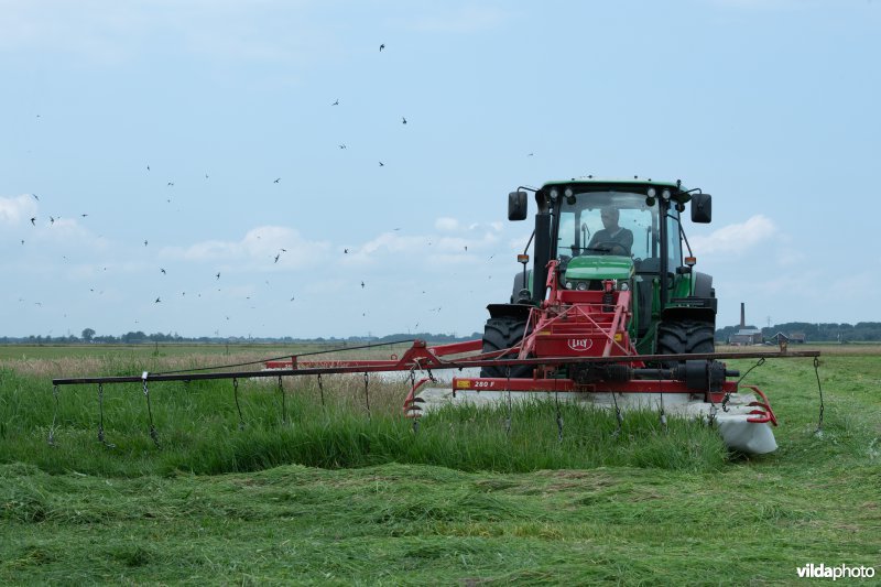 Gierzwaluwen wolken rond maaiende boer