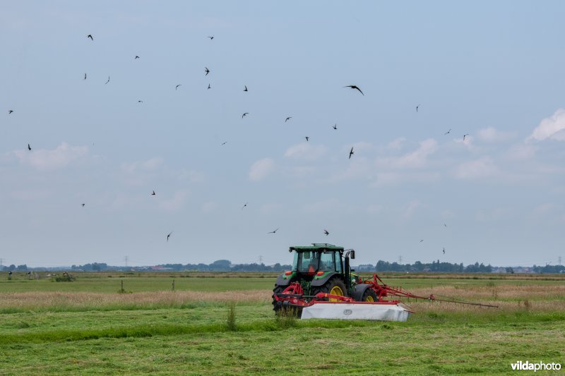 Gierzwaluwen wolken rond maaiende boer