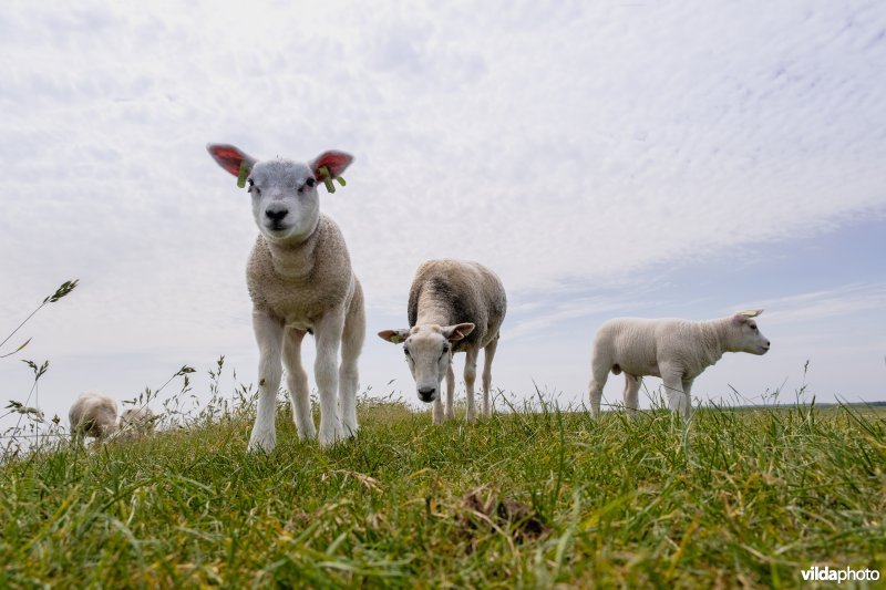 Schapen grazen op een dijk